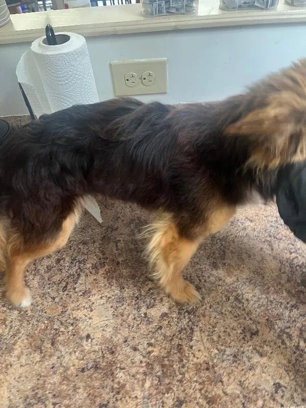 An adult small-sized male Brown / Chocolate Mixed Breed dog named Little Ray for adoption in Cincinnati, OH