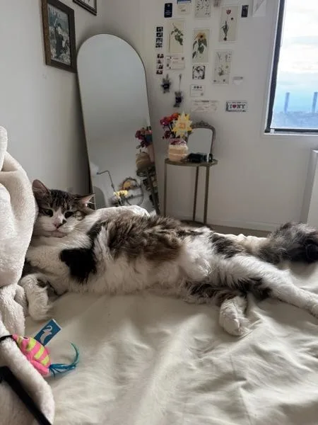 An adult large-sized male Domestic Medium Hair cat named Epilogue for adoption in Ridgewood, NY