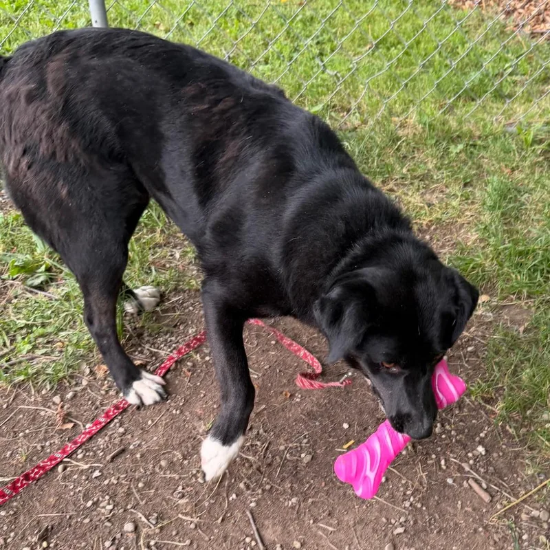 A young medium-sized female Black Labrador Retriever dog named Lynn for adoption in Columbia Station, OH