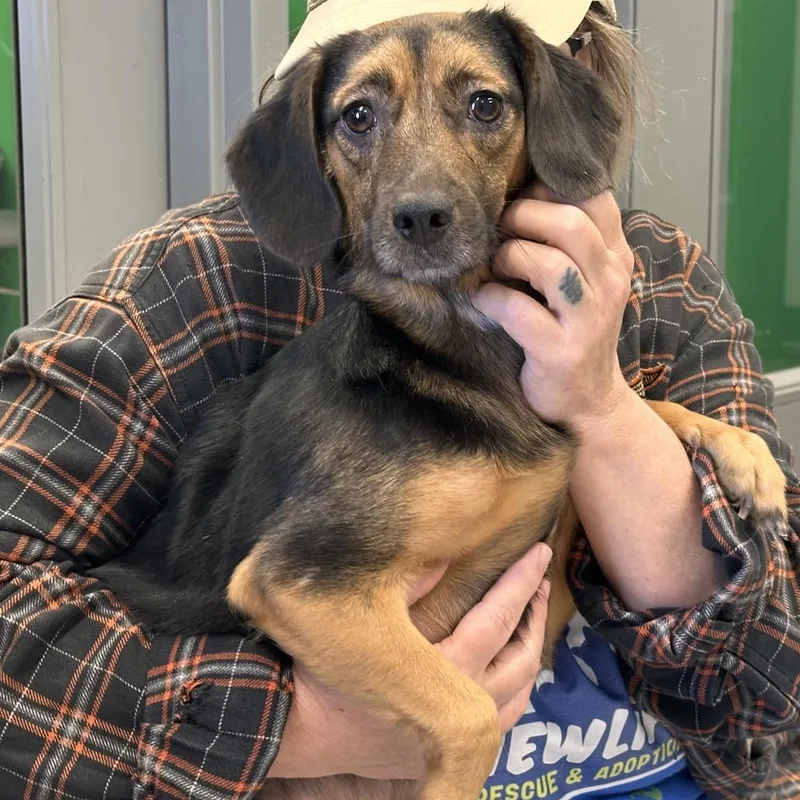 An adult small-sized female Brown / Chocolate Beagle dog named Swiffer for adoption in Mount Vernon, IN