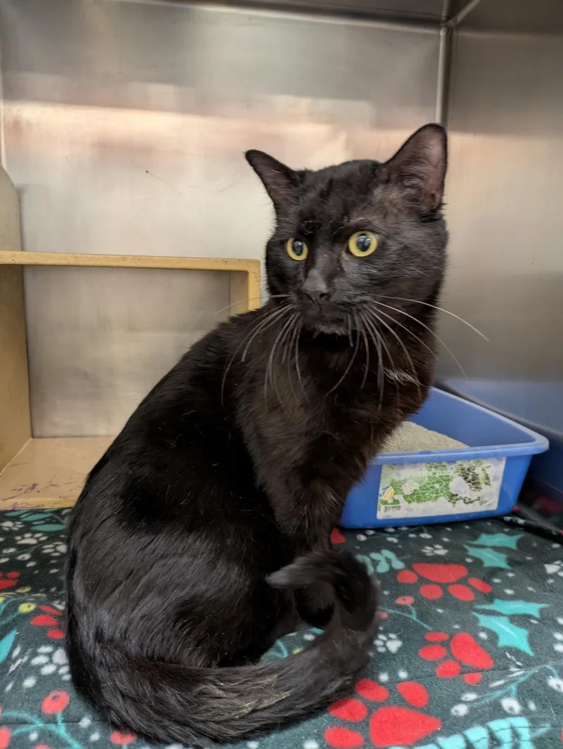 An adult medium-sized male Black Domestic Short Hair cat named Zeus for adoption in Island Lake, IL