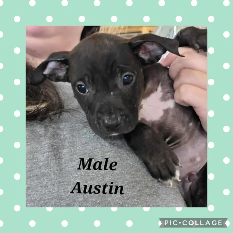 A baby medium-sized male Black Pit Bull Terrier dog named Austin for adoption in Ringwood, NJ