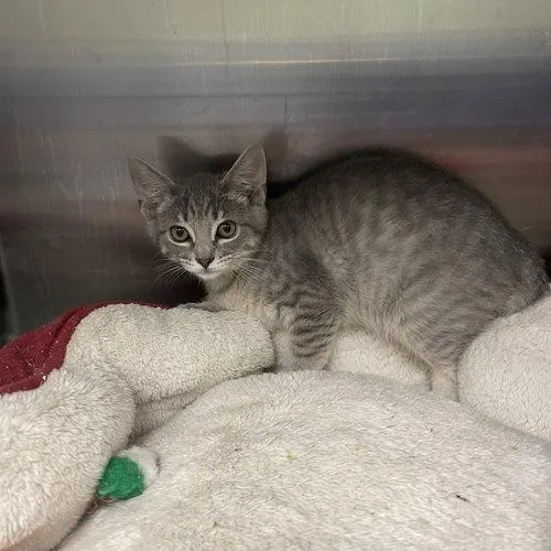 A baby small-sized male Gray / Blue / Silver Domestic Short Hair cat named Penne for adoption in Georgetown, KY