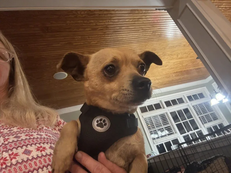 An adult medium-sized male Chihuahua dog named Pine for adoption in Holly Springs, NC