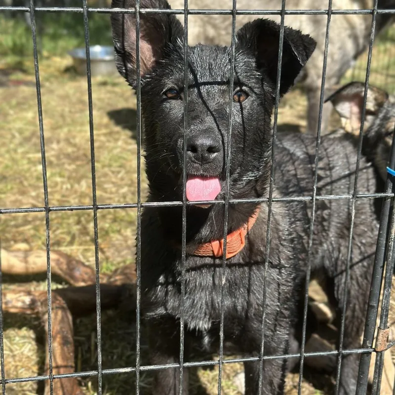 A young large-sized female Black German Shepherd Dog dog named Leia for adoption in Tacoma, WA