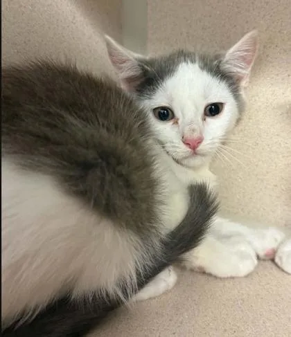 A baby small-sized male Domestic Short Hair cat named Tractor for adoption in Bowling Green, KY