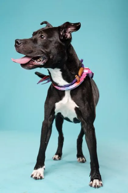 An adult medium-sized female Mixed Breed dog named Twyla for adoption in Atlanta, GA