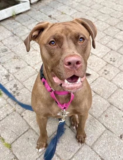 An adult medium-sized female Pit Bull Terrier dog named Priya for adoption in Washington, DC