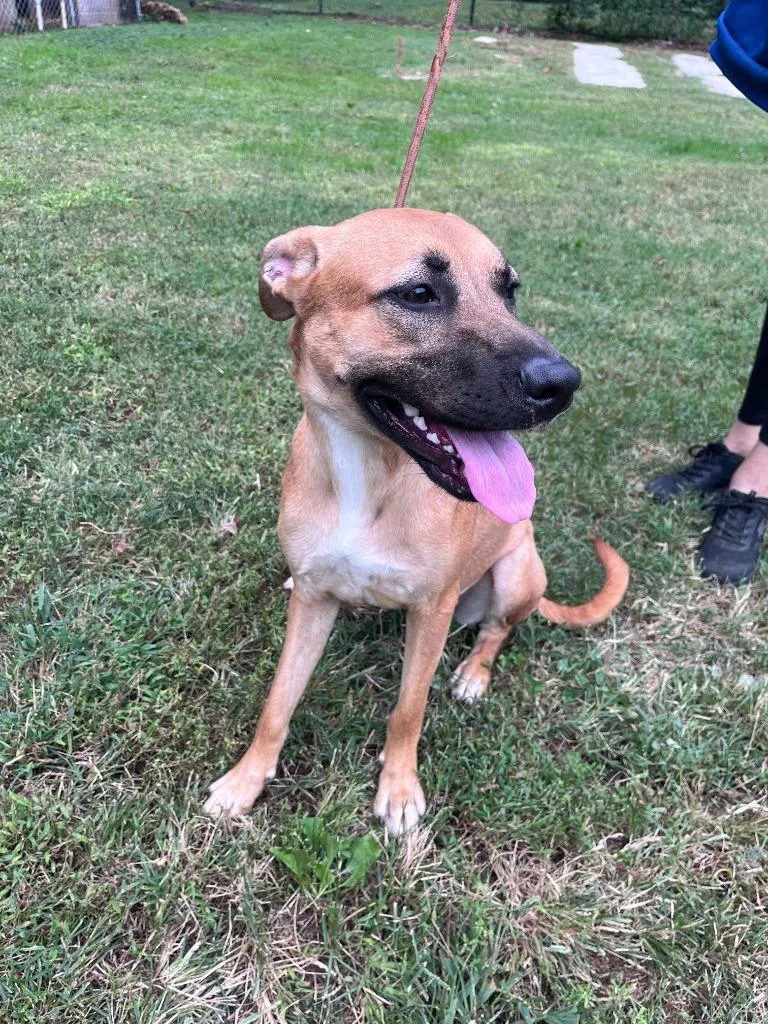 A young medium-sized female Shepherd dog named Heidi for adoption in Cambridge, MD