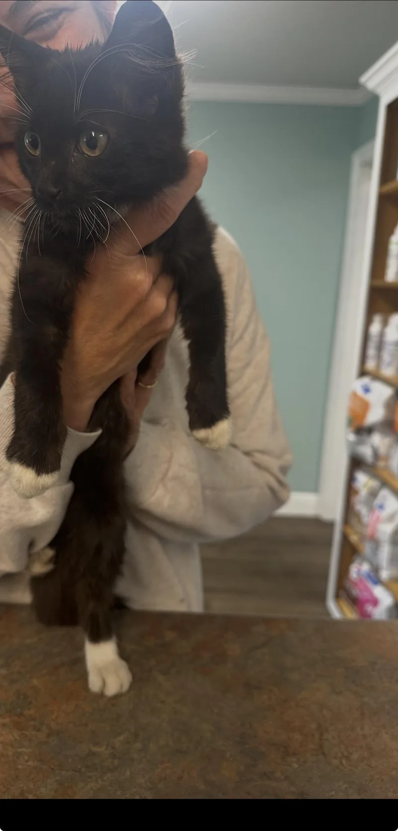 A baby medium-sized female Tuxedo cat named Matilda for adoption in Picayune, MS