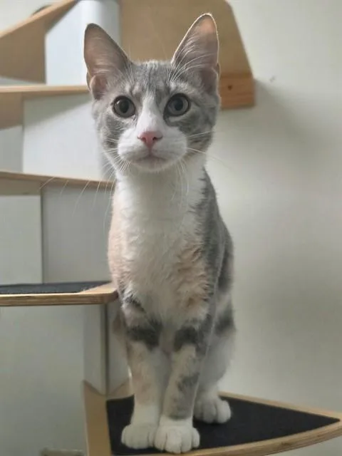 A baby small-sized female Domestic Short Hair cat named Confetti for adoption in Saint Peters, MO