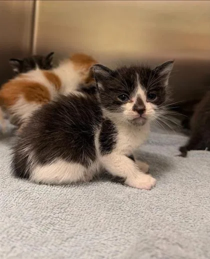 A young medium-sized male Domestic Short Hair cat named Cedar for adoption in Kansas City, MO