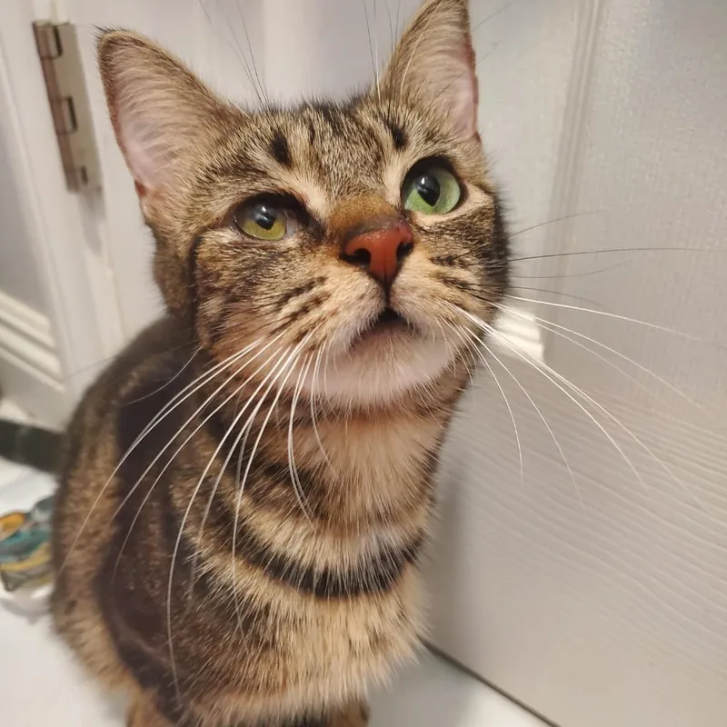 Lucky Strike thumbnail 2