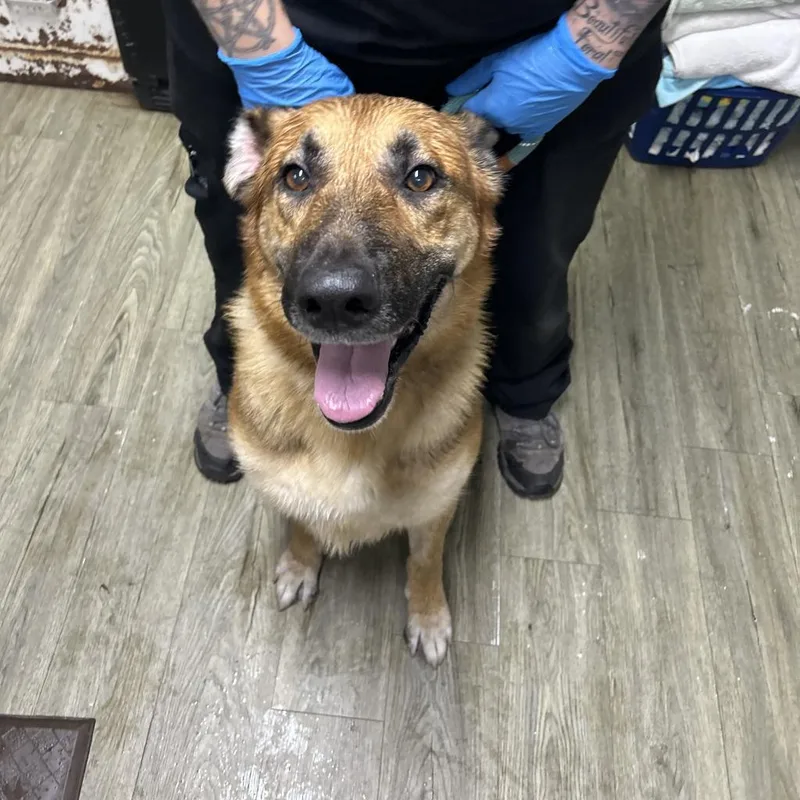 A senior large-sized male Sable German Shepherd Dog dog named Yager for adoption in Summerville, SC