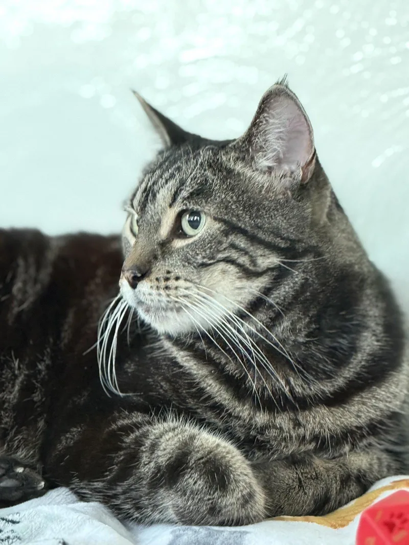 An adult medium-sized female Domestic Short Hair cat named Gabby for adoption in San Jose, CA