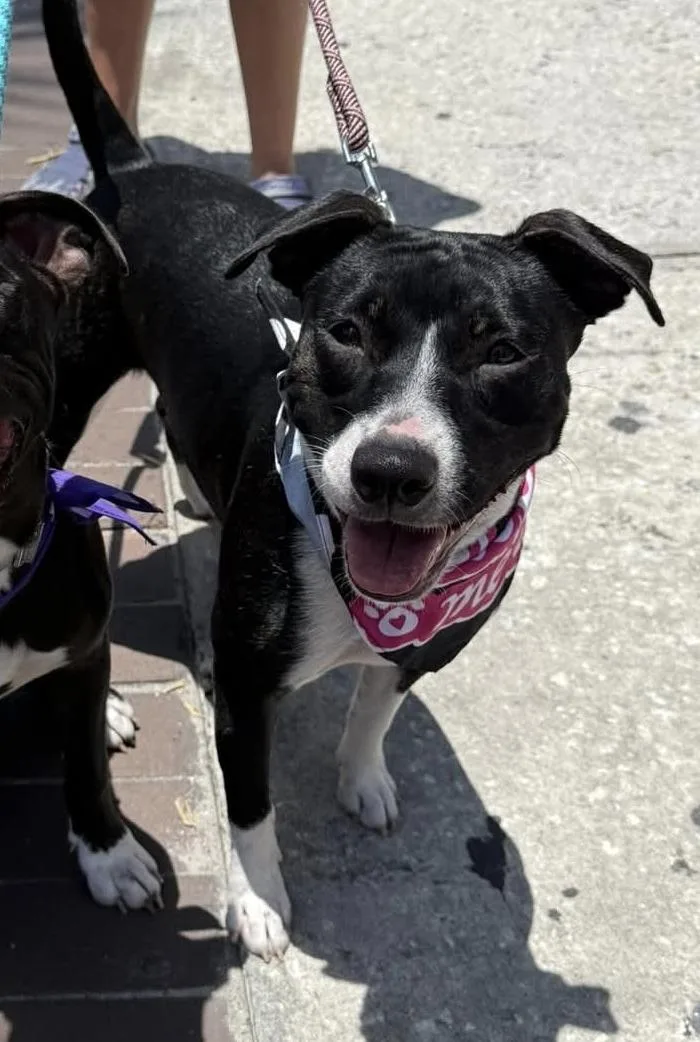 A young medium-sized female Black American Staffordshire Terrier dog named Samara for adoption