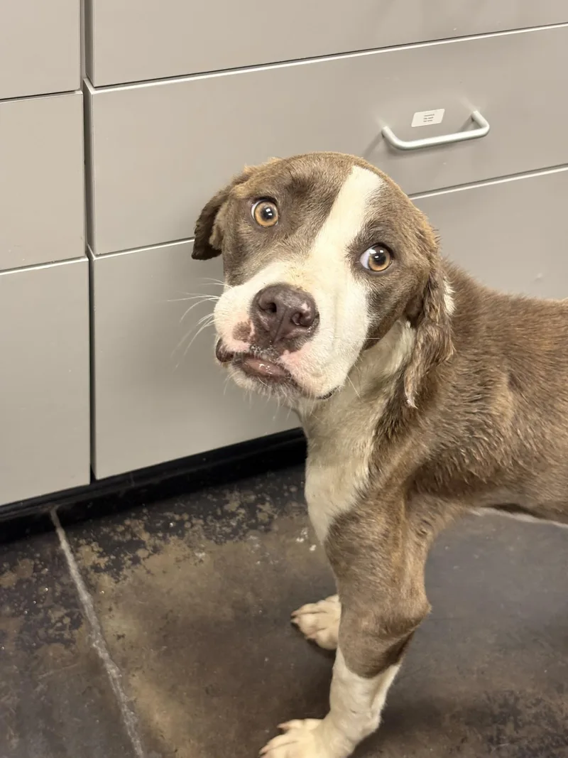 An adult large-sized female Mixed Breed dog named Dezzy for adoption in Memphis, TN