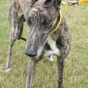 An adult large-sized male Greyhound dog named Runnin On Ice for adoption in grandville, MI