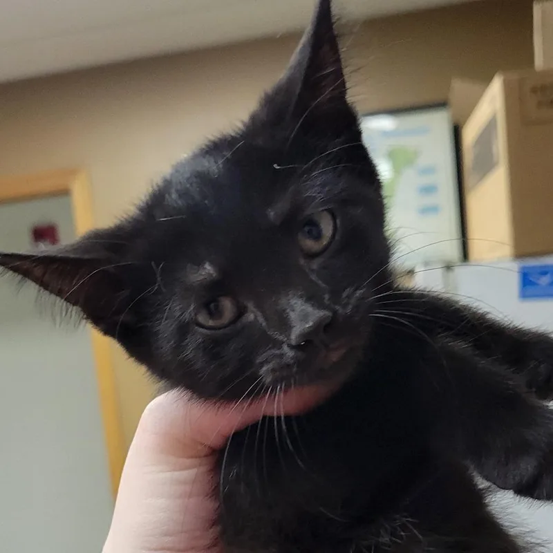 A baby small-sized male Black Domestic Short Hair cat named BingBong for adoption in Milan, IL