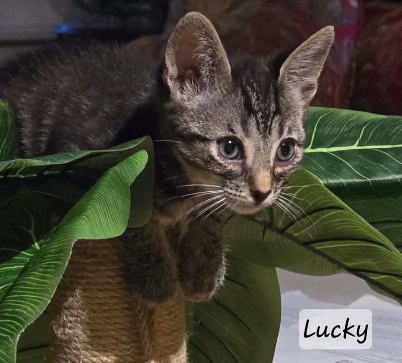 Lucky thumbnail 2