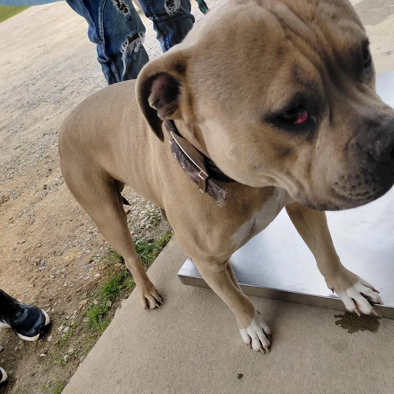An adult medium-sized male Brown / Chocolate American Bulldog dog named Buck for adoption in LOXAHATCHEE, FL