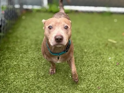 An adult medium-sized male Pit Bull Terrier dog named Hersal for adoption in Gainesville, FL