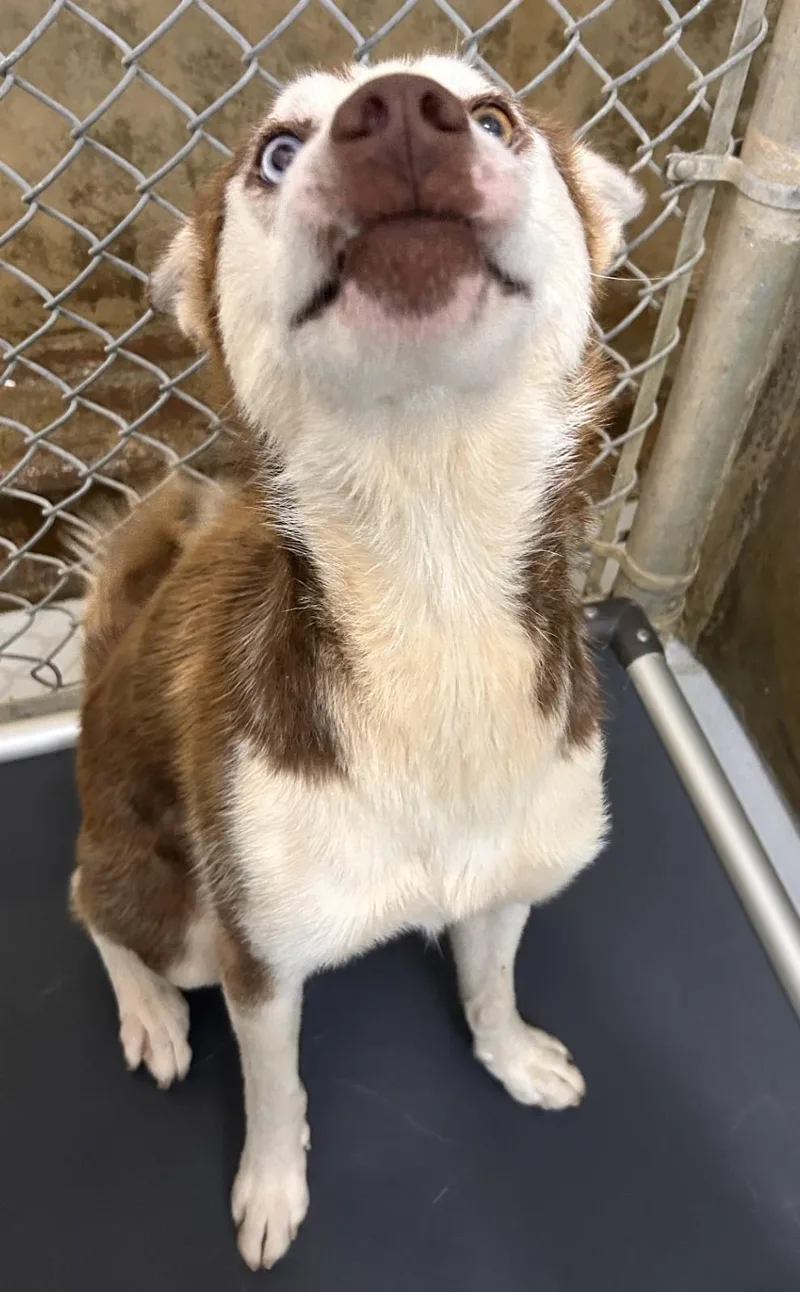 An adult medium-sized female Brown / Chocolate Husky dog named Jean for adoption in Germanton, NC