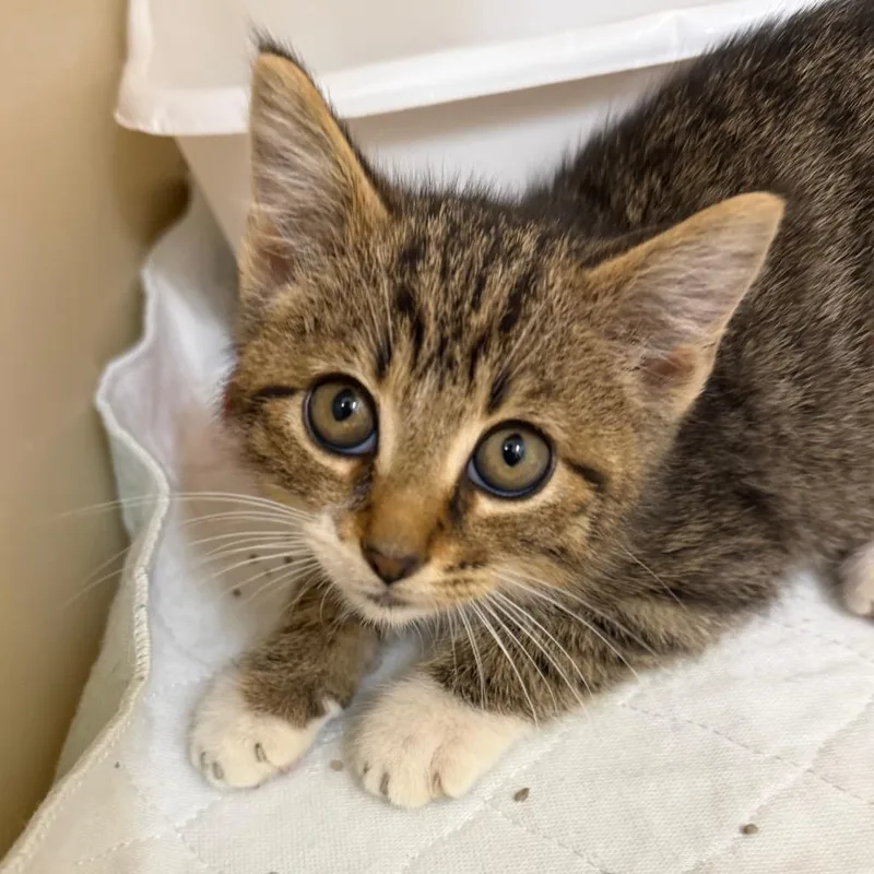 A baby small-sized male Black Domestic Short Hair cat named Pete for adoption in Zanesville, OH