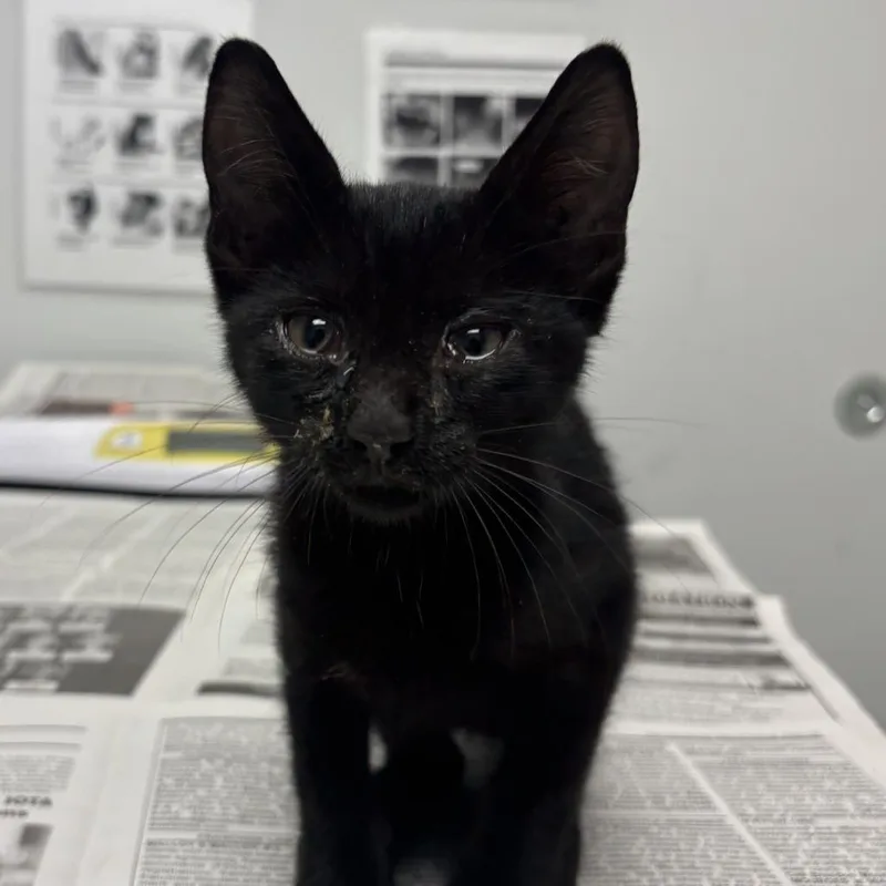 A baby small-sized male Black Domestic Short Hair cat named Boe for adoption in Jacksonville, FL