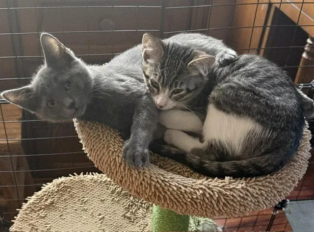 A baby medium-sized male Gray & White Domestic Short Hair cat named Felix for adoption in Antioch, CA