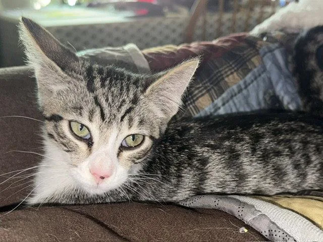 Felix thumbnail 3