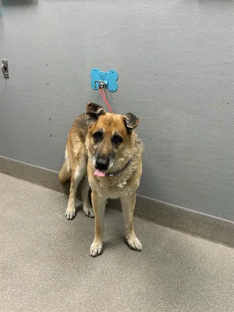 A senior large-sized male German Shepherd Dog dog named William Jr for adoption in Las Vegas, NV