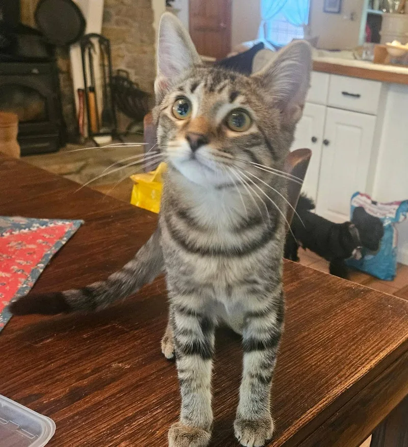 Beau