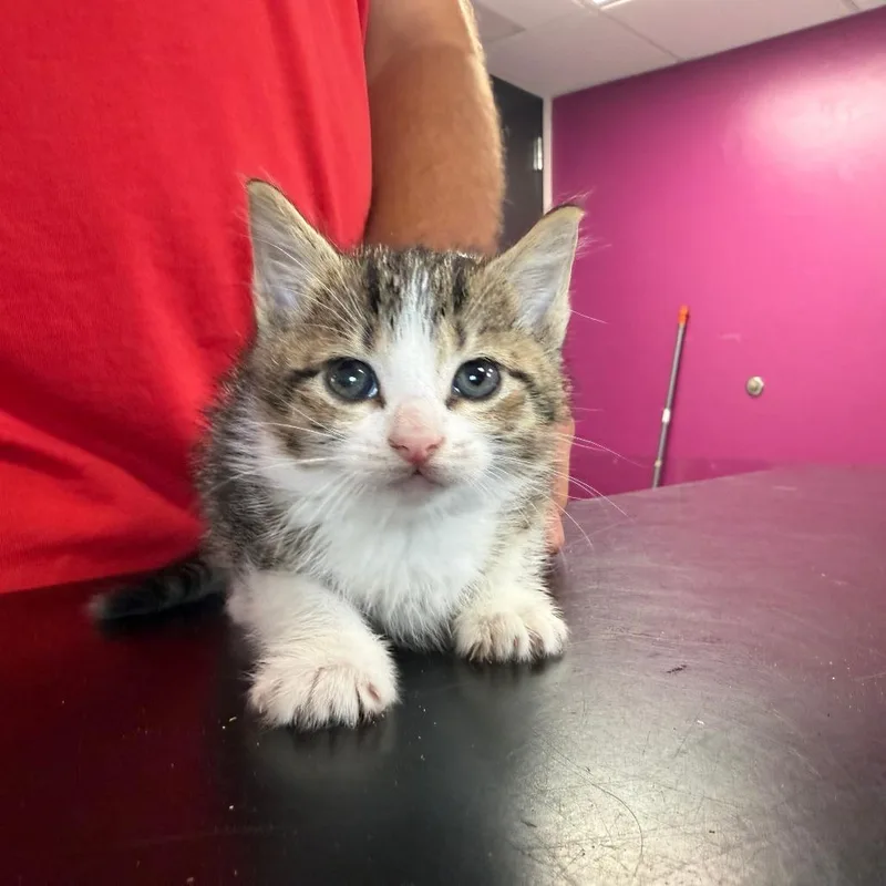 A baby small-sized female Brown / Chocolate Domestic Short Hair cat named Millie for adoption in Ponca City, OK