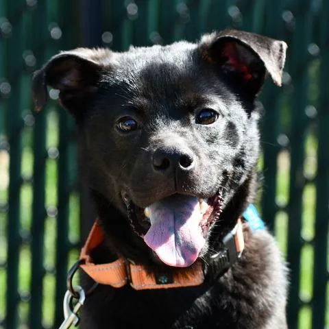 A young medium-sized male Black Chow Chow dog named Lionel for adoption in Johnson City, TN