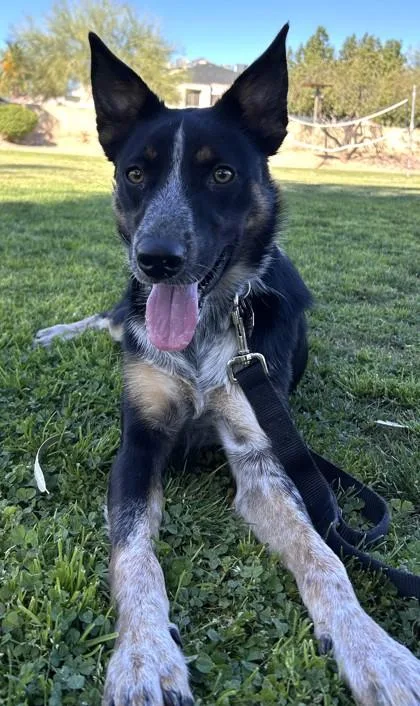 A young medium-sized male Cattle Dog dog named Malcolm for adoption in Phoenix, AZ