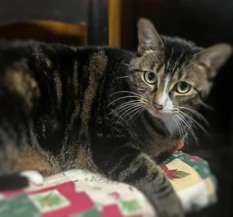 An adult medium-sized female Tabby (Brown / Chocolate) American Shorthair cat named Angel for adoption in Ocean Springs, MS