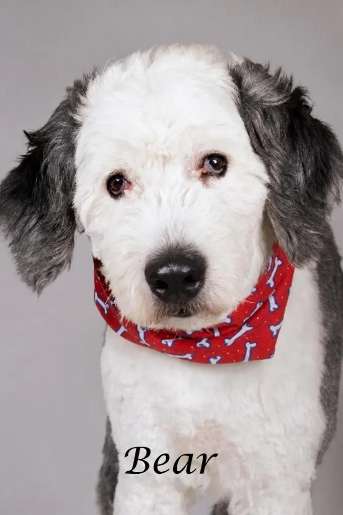 An adult large-sized male Old English Sheepdog dog named Bear for adoption in Gilbert, AZ