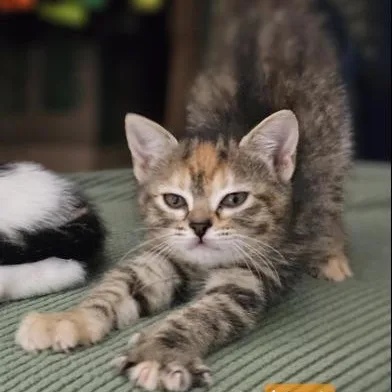 A baby medium-sized female Calico Domestic Short Hair cat named Bindi for adoption in Liverpool, TX