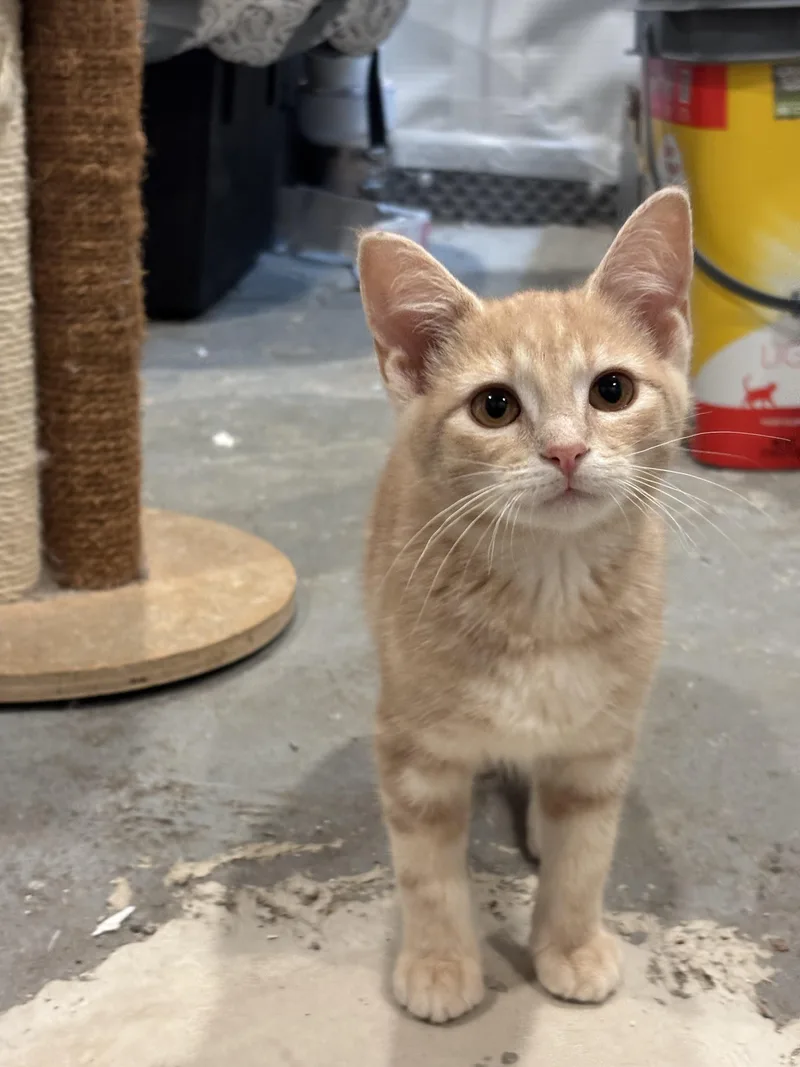 A baby medium-sized male Tabby (Buff / Tan / Fawn) Tabby cat named Bullseye for adoption in Richmond, VA
