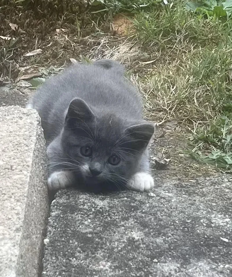 A baby medium-sized male Gray & White Domestic Short Hair cat named Brussel Sprout for adoption in Greensboro, NC