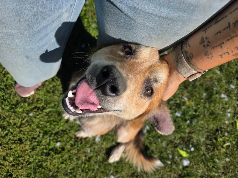 An adult medium-sized male Collie dog named Augie for adoption in Sprakers, NY