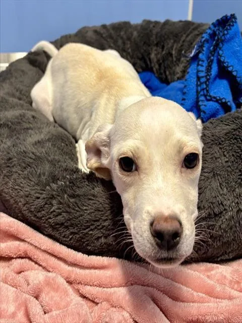 A baby medium-sized female American Staffordshire Terrier dog named Celeste for adoption in Kalamazoo, MI