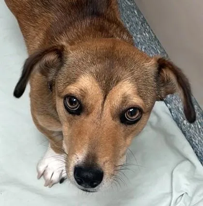 A young small-sized female Brown / Chocolate Dachshund dog named Sage for adoption in Santa Cruz, CA
