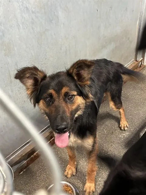 A young medium-sized female Australian Shepherd dog named Darla for adoption in Stockton, CA