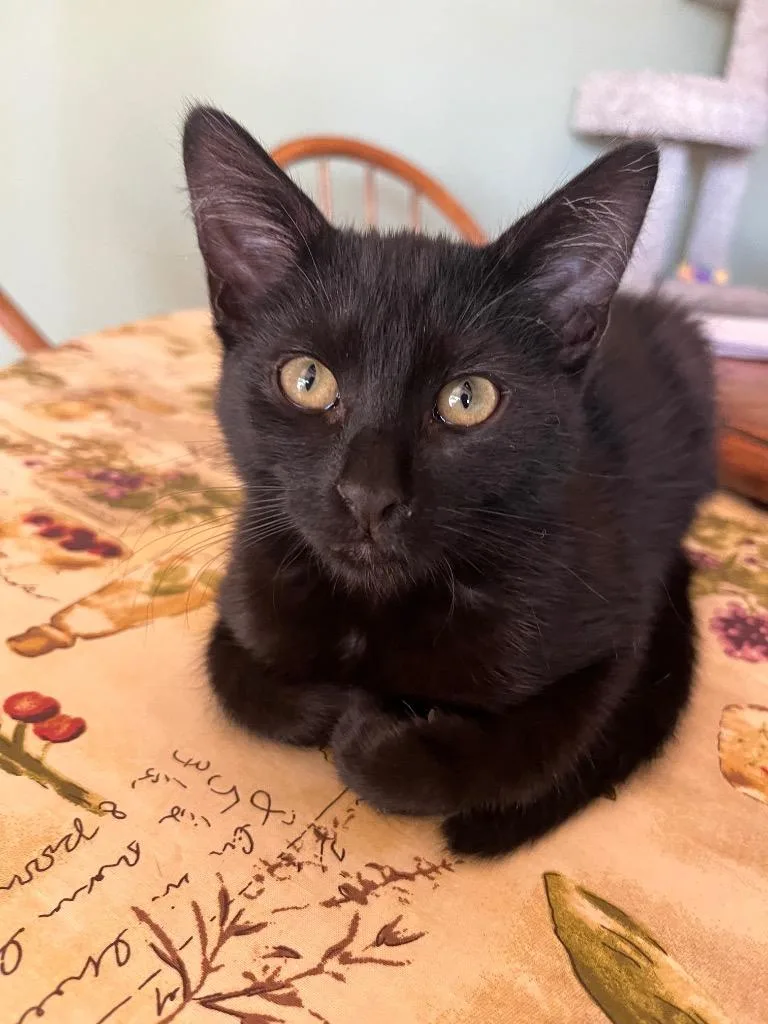 A baby medium-sized male Domestic Short Hair cat named Violet Ultra for adoption in Peoria, AZ