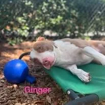 An adult medium-sized female White / Cream Pit Bull Terrier dog named Ginger for adoption in St. Augustine, FL