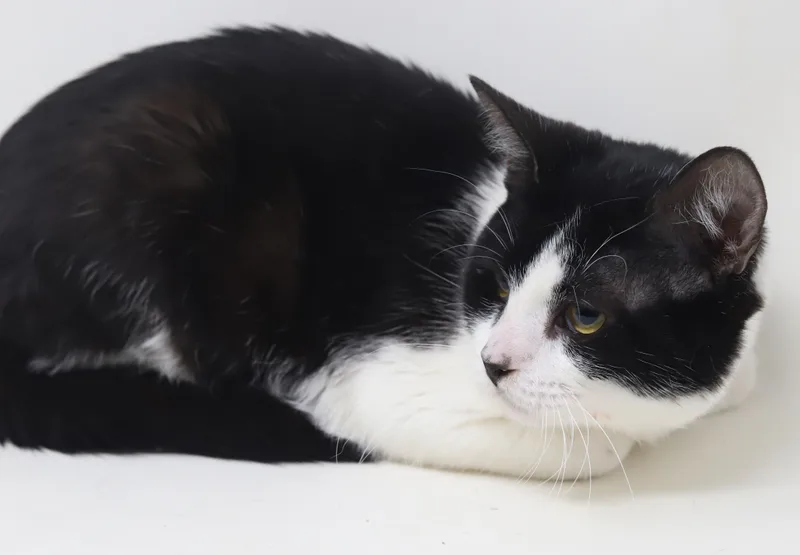 Panda  Lil' Lover! thumbnail 2