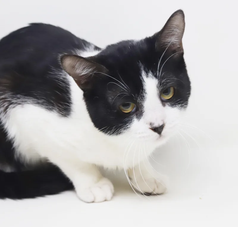 Panda  Lil' Lover! thumbnail 3