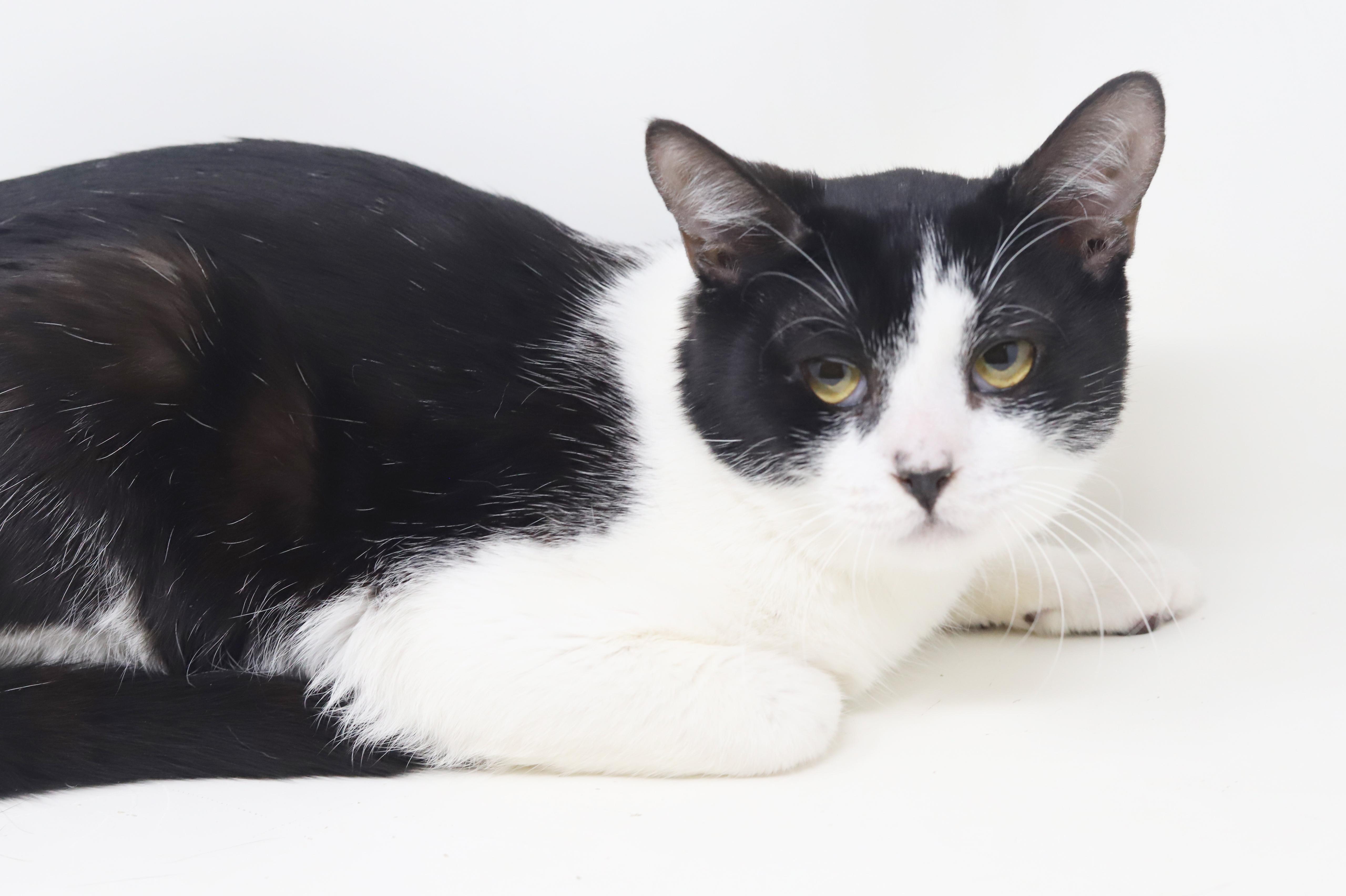 Panda  Lil' Lover! thumbnail 4